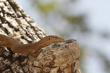 Baby land monitor.
Sri Lanka.
