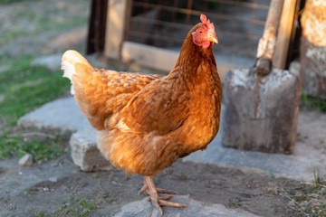 Brown hen chicken walking outdoors on the country yard in farm village