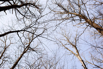 Fototapeta na wymiar Spring sky through tree branches