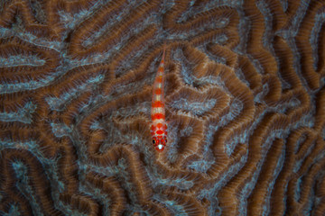 A tiny Candycane dwarf goby, Trimma sp., rests on a coral colony on a healthy reef in the Philippines. This area is within the Coral Triangle and harbors extraordinary marine biodiversity.