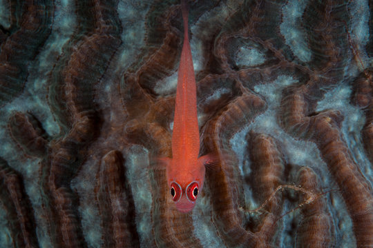 A tiny Ringeye dwarf goby, Trimma benjamini, rests on a coral colony on a healthy reef in the Philippines. This area is within the Coral Triangle and harbors extraordinary marine biodiversity.
