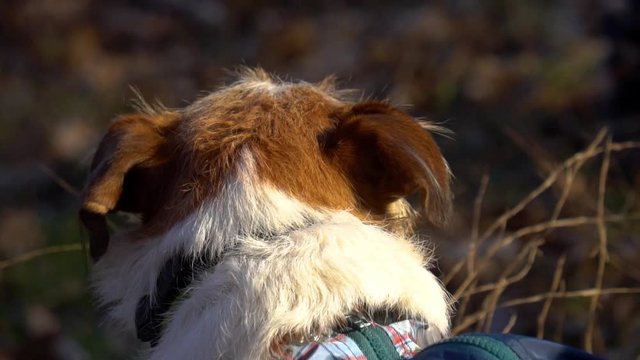 Cute jack rusell dog ears closeup in slow-motion