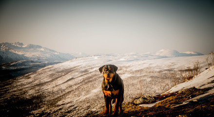  tromso troms&oslash;  water travel tourism sea coast nature port blue landscape sky harbor architecture europe boatship mountain summer bay view city beautifull and mark mediterranean v