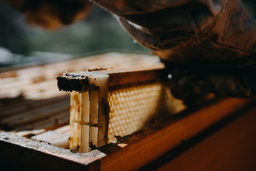 The beekeeper holds a honey cell with bees in his hands. Apiculture. Apiary