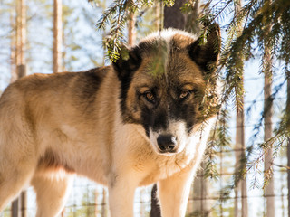 chien