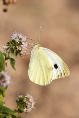 
White butterfly on spring flowers