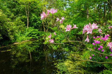 Amazing rhododendron blossom in japanese garden in the Hague 
