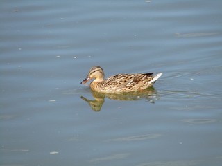A cute wild duck female swims in the river during a beautiful spring day