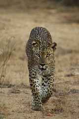 Leopard (Panthera pardus kotiya).
Yala National Park