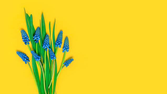 Flowers composition. Blue spring muscari on a yellow background, flat lay, free space for text. Spring or summer floral background, copy space.