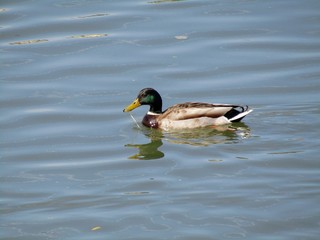 Wild duck while swimming on the river during a beautiful spring day