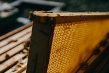 The beekeeper holds a honey cell with bees in his hands. Apiculture. Apiary