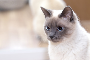 Portrait of a white Thai cat snout close-up