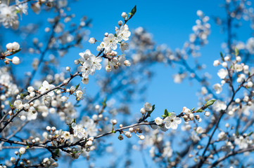 blooming cherry tree