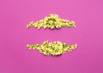 Creative layout with primrose on a bright pink background. Composition of blooming primula Spring concept greeting card. Flat lay.