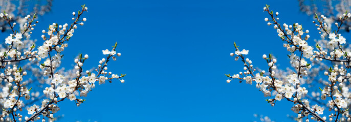 Blue sky and flowering branches of fruit trees