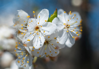 white cherry blossom
