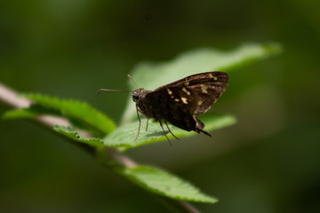 butterfly on a leaf