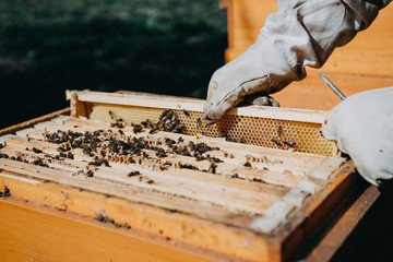 The beekeeper holds a honey cell with bees in his hands. Apiculture. Apiary
