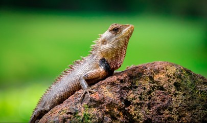 A monster lizard on a rock in the sunny day portrait.Very sharp skin and scary eye