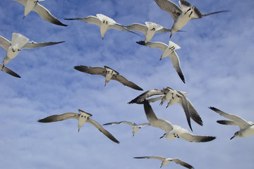 Seagulls fly free in a blue and cloudy sky. The sunlight illuminates the birds in flight