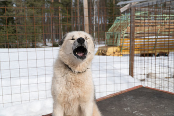 chien