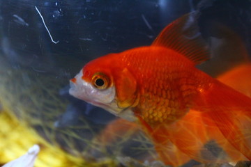 gold fish in aquarium