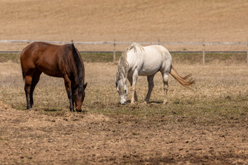 Naklejka na ściany i meble Horse. Two beautiful mares on pasture in American countryside,