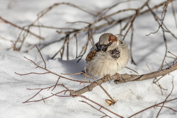 Fun gray and brown sparrow sits on a branch in the park in winter on a blurred gray background