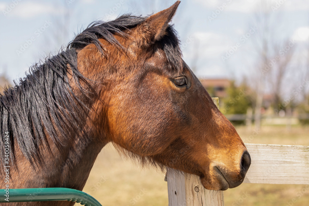 Wall mural Portrait of a horse in a pasture in the village