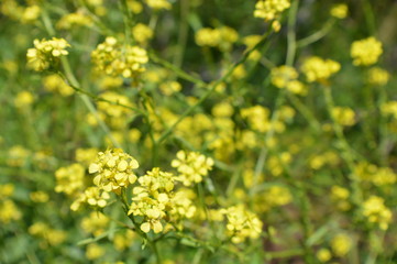 Obraz premium Yellow flowers