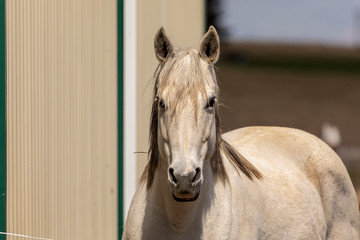 White horse. Beautiful  mare  in paddock on American countryside