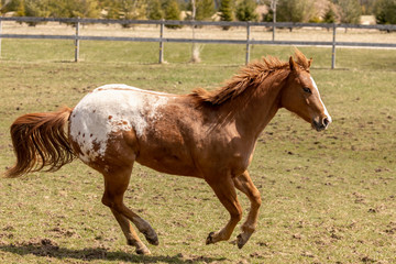 Young, one and a half year old stallion in the paddock on a farm
