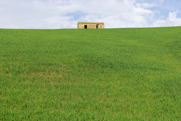 Green Wheat With Abandoned Rural House On The Hill In Sicily