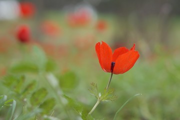 red poppy in the field