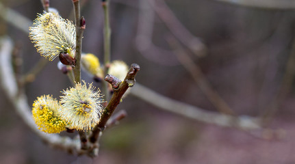 Wild willow brunch with bloomming catkin closeup on blurred background. Beginning of spring. Willow tree pollen is a common early-spring allergen.