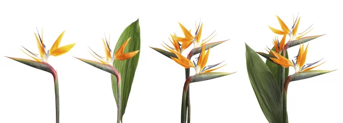 Küchenrückwand Plexiglas Strelitzia Stellen Sie mit tropischen Blumen des schönen Paradiesvogels auf weißem Hintergrund ein. Banner-Design