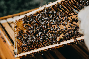 The beekeeper holds a honey cell with bees in his hands. Apiculture. Apiary
