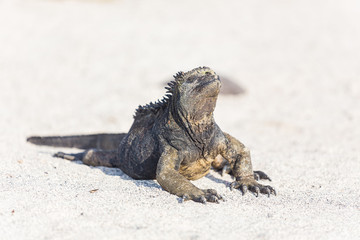 Galapagos Iguana