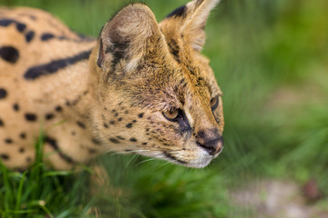 A Portrait of a Serval savannah cat sitting in the green grass and looking to the righ. Black dotted beige brown big wild cat