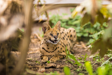 A Portrait of a beautiful Serval cat sitting on the ground and showing his teeth surrounded by greenery and branches. Black dotted beige brown big wild cat