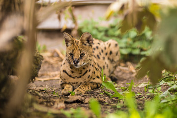A beautiful Serval cat laying on the ground surrounded by branches and greenery on a sunny day. Black dotted beige brown big wild cat