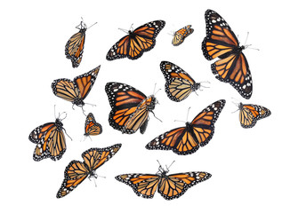 Set of many flying fragile monarch butterflies on white background