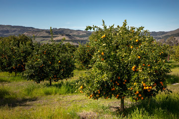 Fototapeta na wymiar California Orange Citrus Orchard Grove in San Diego Southern California 2