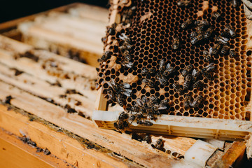 The beekeeper holds a honey cell with bees in his hands. Apiculture. Apiary