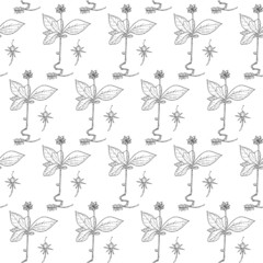 Chickweed-wintergreen seamless monochrome pattern. Art design element ink hand drawn stock vector illustration for web, for print, for fabric print