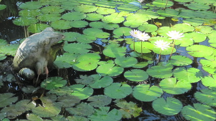 Colorful floating water lily flowers

