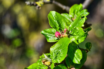 Apfelbaum, Knospe, Apfelknospe, Frühling, neue Frucht, zart, rosa