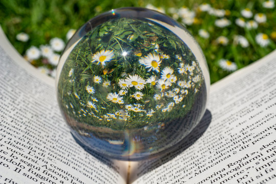 Margherite in una sfera di cristallo su pagine di libro