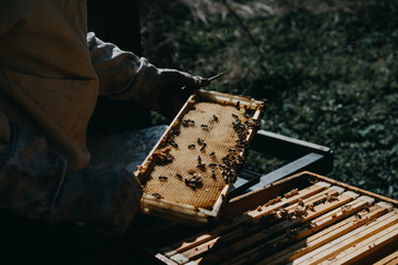 The beekeeper holds a honey cell with bees in his hands. Apiculture. Apiary